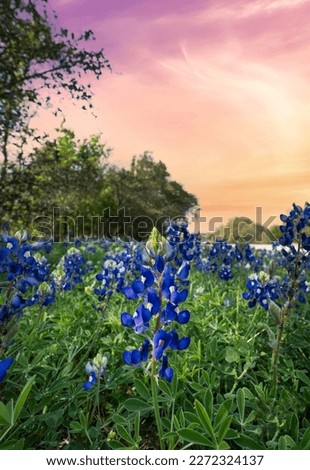 Blue bonnet flowers in bloom in central texas