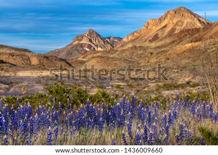 Blue bonnets along the roadside with mountains in the background along Ross Maxwell scenic drive in Big Bend