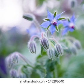 Blue Borage, Star Flower In The Garden