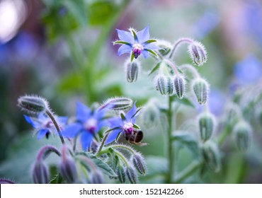 Blue Borage, Star Flower In The Garden