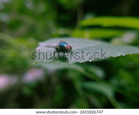 Blue bottle flies is The head and thorax are dull gray. typically 10–14 mm