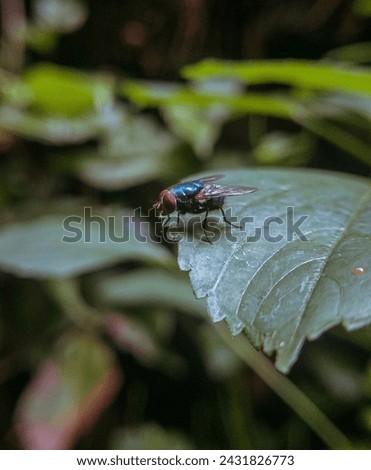 Blue bottle flies is The head and thorax are dull gray. typically 10–14 mm