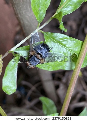 Blue Bottle Fly (Calliphora vicina) blue fly insects.kathmandu pokhara oct 142023