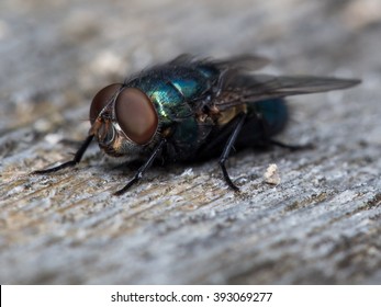 A Blue Bottle Fly Close Up