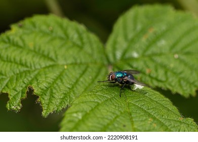 Blue Bottle Fly Insect On Leaf