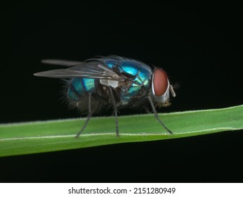 Blue Bottle Fly Perched On The Grass