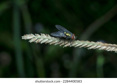blue bottle fly perched on the weed stem.