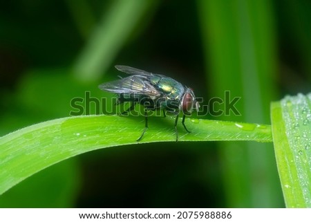 blue bottle fly perched on the flora.
