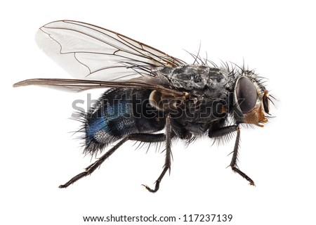 blue bottle fly species calliphora vomitoria isolated on white background