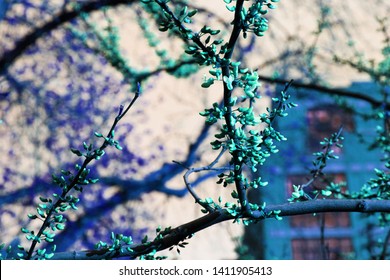 Blue Branches Trinity Bellwoods Park