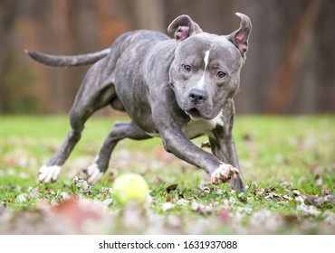 blue staffordshire terrier