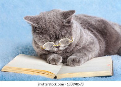 11,625 Cat reading book Images, Stock Photos & Vectors | Shutterstock