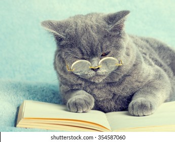 3,155 Cat books glasses Images, Stock Photos & Vectors | Shutterstock