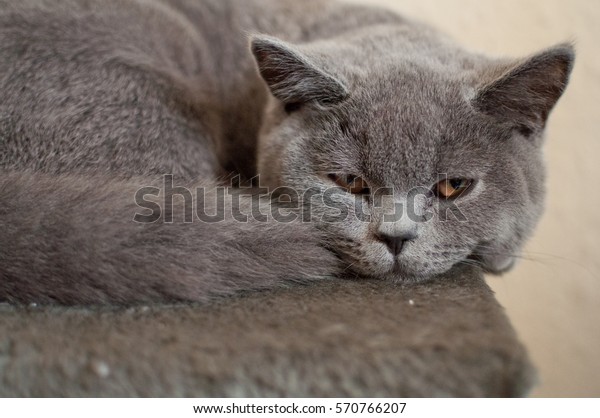 Blue British Short Hair Cat Lies Stock Photo Edit Now 570766207