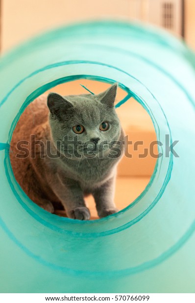 Blue British Short Hair Kitten Looks Stock Photo Edit Now 570766099