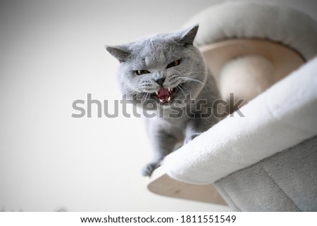 blue british shorthair cat looking down from scratching post meowing or hissing showing teeth