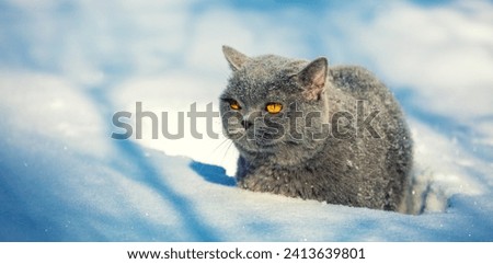 Blue British shorthair cat lying outdoors in winter. The cat is on the deep snow at blizzard
