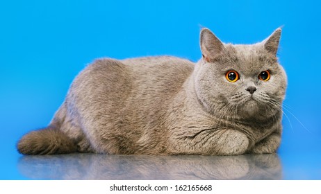 Angry Cat Images Stock Photos Vectors Shutterstock