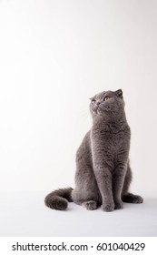 Blue British Shorthair Cat On White Background