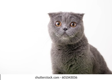 Blue British Shorthair Cat On White Background