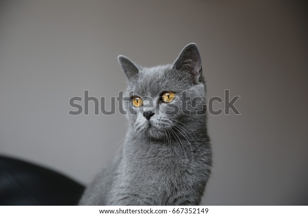 Blue British Shorthair Female Cat Stock Photo Edit Now 667352149
