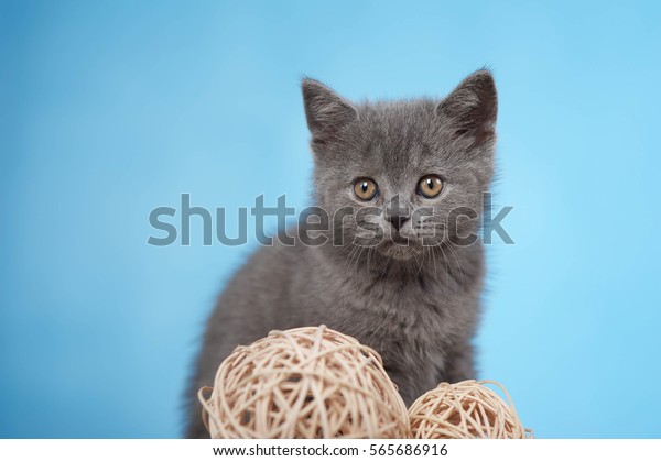 Blue British Shorthair Kitten Stock Photo Edit Now 565686916