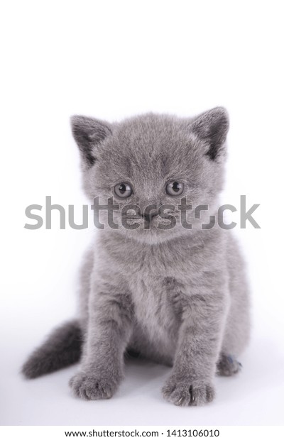 Blue British Shorthair Kitten On White Stock Photo Edit Now