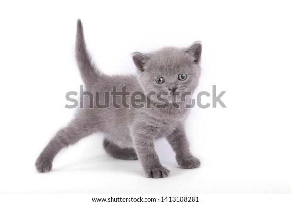 Blue British Shorthair Kitten On White Stock Photo Edit Now