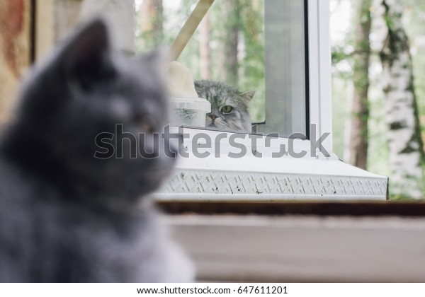 Blue British Shorthair Kitten Sits Open Stock Photo Edit Now