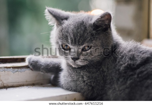 Blue British Shorthair Kitten Sits Open Stock Photo Edit Now