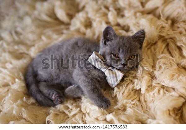 Blue British Shorthair Kitten Sleeping On Royalty Free Stock Image