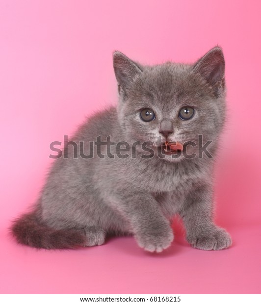 Blue British Shorthair Kittens Pink Stock Photo Edit Now 68168215