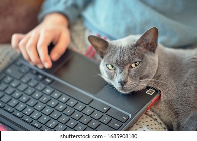 Chat Ordinateur Images Photos Et Images Vectorielles De Stock Shutterstock