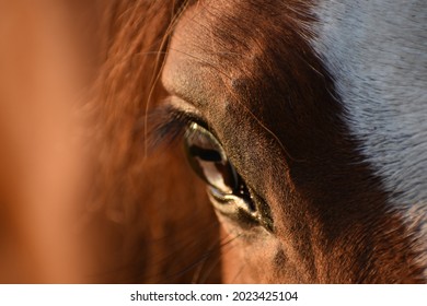 Blue and brown horse eye