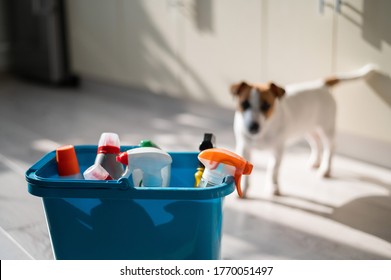 Blue bucket with bottles of detergent on a parquet light floor. Jack Russell Terrier on a background of cleaning products. Household chemicals for home cleaning. - Powered by Shutterstock