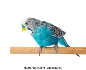 Blue Budgie Isolated On White Background. Budgerigars Bird Or Wavy Parrot