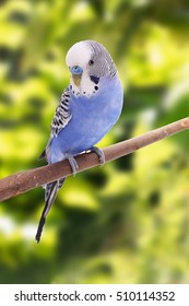 6,778 Blue Budgie Images, Stock Photos & Vectors 