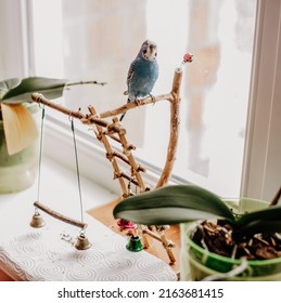 Blue Budgie Sits On The Window. Wavy Parrot At Home