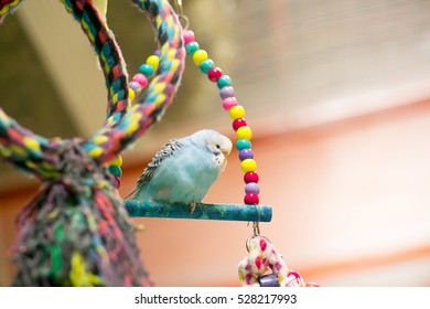 Blue Budgie Sitting On A Branch With Toys In The Cage.