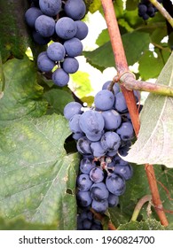 Blue Bunches Of Grapes Ripen On A Branch Close Up, For Home Wine Making Gardening