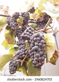 Blue Bunches Of Grapes Ripen On A Branch Close Up, For Home Wine Making Gardening