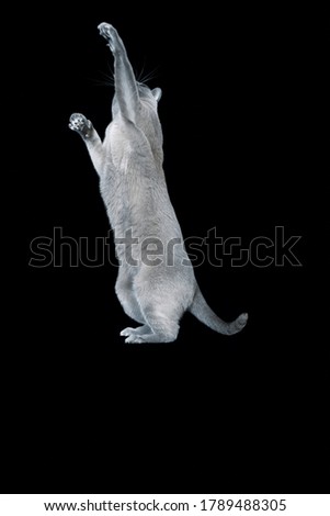 Similar – Image, Stock Photo bird Eating Beautiful