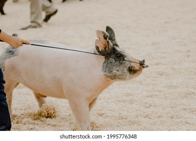 Blue Butt Cross Breed Show Pig Being Shown At A Livestock Show