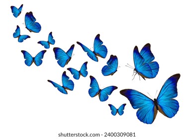 mariposas azules en vuelo