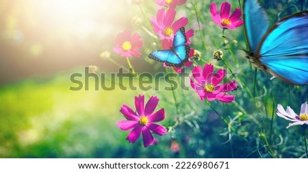Blue butterflies flutter over magenta Cosmos flowers in spring summer in nature outdoors in sunlight, macro.