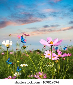 Blue Butterflies Flying In Cosmos Flowers Against A Dusk Sky