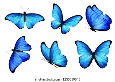 blue butterflies isolated on white background - Shutterstock ID 1235039545