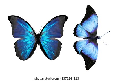 Blue Butterflies Isolated On White Background Stock Photo (edit Now 