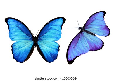 Blue Butterflies Isolated On White Background Stock Photo (Edit Now ...