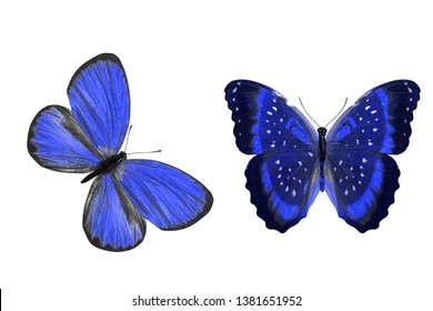 Blue Butterflies Isolated On White Background Stock Photo 1381651952 ...